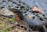 SRI LANKA, Kandy, Kandy Lake, Monitor Lizard (Kabaraya), SLK3626JPL