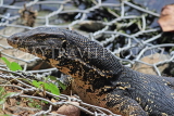 SRI LANKA, Kandy, Kandy Lake, Monitor Lizard (Kabaraya), SLK3628JPL