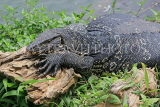SRI LANKA, Kandy, Kandy Lake, Monitor Lizard (Kabaraya), SLK3770JPL