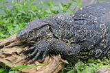 SRI LANKA, Kandy, Kandy Lake, Monitor Lizard (Kabaraya), SLK3771JPL