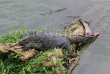 SRI LANKA, Kandy, Kandy Lake, Monitor Lizard (Kabaraya), SLK3772JPL