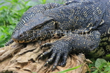 SRI LANKA, Kandy, Kandy Lake, Monitor Lizard (Kabaraya), SLK3773JPL