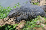 SRI LANKA, Kandy, Kandy Lake, Monitor Lizard (Kabaraya), SLK3774JPL
