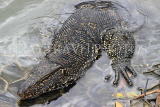 SRI LANKA, Kandy, Kandy Lake, Monitor Lizard (Kabaraya), SLK3793JPL