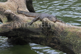 SRI LANKA, Kandy, Kandy Lake, Monitor Lizard (Kabaraya) resting on tree trunk, SLK3791JPL