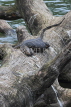 SRI LANKA, Kandy, Kandy Lake, Monitor Lizard (Kabaraya) resting on tree trunk, SLK3792JPL