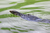 SRI LANKA, Kandy, Kandy Lake, Monitor Lizard (Kabaraya) swimming, SLK3950JPL