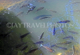SRI LANKA, Kandy, Kandy Lake, lake fish, SLK3893JPL