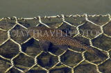 SRI LANKA, Kandy, Kandy Lake, lake fish, SLK3894JPL