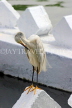 SRI LANKA, Kandy, Kandy Lakeside, Egret,  preening its feathers, SLK3868JPL