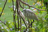 SRI LANKA, Kandy, Kandy Lakeside, Egret perched on tree branch, SLK3901JPL