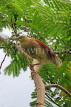 SRI LANKA, Kandy, Kandy Lakeside, Indian Pond Heron, perched on tree branch, SLK3879JPL