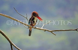 SRI LANKA, Kandy, Kandy Lakeside, White Breasted Kingfisher, SLK3783JPL