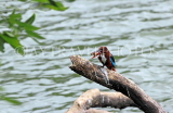SRI LANKA, Kandy, Kandy Lakeside, White Breasted Kingfisher, SLK3784JPL