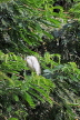 SRI LANKA, Kandy, Kandy lakeside, Egret perched on tree, SLK3897JPL
