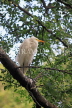SRI LANKA, Kandy, Kandy lakeside, Great Egret perched on branch, SLK3907JPL