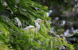 SRI LANKA, Kandy, Kandy lakeside, Great Egret perched on tree, SLK3904JPL