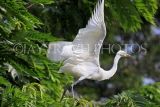 SRI LANKA, Kandy, Kandy lakeside, Great Egret taking off, SLK3906JPL
