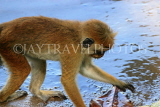 SRI LANKA, Kandy, Kandy lakeside, Macaque Monkey, SLK3960JPL