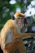 SRI LANKA, Kandy, Kandy lakeside, Macaque Monkey, SLK3961JPL