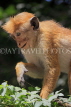 SRI LANKA, Kandy, Kandy lakeside, Macaque Monkey, SLK3963JPL