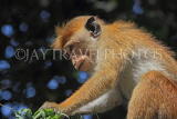 SRI LANKA, Kandy, Kandy lakeside, Macaque Monkey, SLK3964JPL
