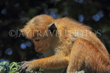 SRI LANKA, Kandy, Kandy lakeside, Macaque Monkey, SLK3965JPL