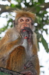 SRI LANKA, Kandy, Kandy lakeside, Macaque Monkey, eating fallen snack, SLK3969JPL