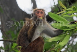 SRI LANKA, Kandy, Kandy lakeside, Macaque Monkey, on tree, SLK3966JPL