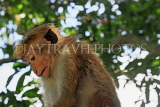 SRI LANKA, Kandy, Kandy lakeside, Macaque Monkey, on tree, SLK3967JPL