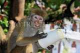 SRI LANKA, Kandy, Kandy lakeside, Macaque Monkey, with picked up paper cup, SLK3970JPL