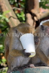 SRI LANKA, Kandy, Kandy lakeside, Macaque Monkey, with picked up paper cup, SLK3971JPL