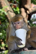 SRI LANKA, Kandy, Kandy lakeside, Macaque Monkey, with picked up paper cup, SLK3972JPL
