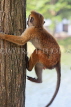 SRI LANKA, Kandy, Kandy lakeside, Macaque Monkey climbing tree, SLK3959JPL