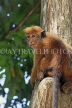 SRI LANKA, Kandy, Kandy lakeside, Macaque Monkey on tree, SLK3958JPL