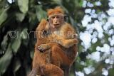 SRI LANKA, Kandy, Kandy lakeside, Macaque Monkeys, SLK3962JPL