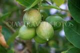 SRI LANKA, Kandy, Lime tree with fruit, SLK5914JPL