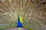 SRI LANKA, Kandy, Peacock displaying plumage, SLK176JPL