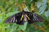 SRI LANKA, Kandy, Peradeniya Botanical Gardens, Birdwing Buterfly, SLK4512JPL