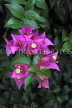 SRI LANKA, Kandy, Peradeniya Botanical Gardens, Bougainvillea flowers, SLK4840JPL