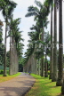 SRI LANKA, Kandy, Peradeniya Botanical Gardens, Cabbage Palm Avenue, SLK4867JPL