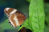SRI LANKA, Kandy, Peradeniya Botanical Gardens, Common Eggfly Butterfly, SLK4502JPL