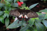 SRI LANKA, Kandy, Peradeniya Botanical Gardens, Common Rose Buterfly, SLK4505JPL