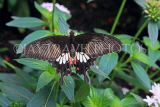 SRI LANKA, Kandy, Peradeniya Botanical Gardens, Common Rose Buterfly, SLK4509JPL