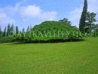 SRI LANKA, Kandy, Peradeniya Botanical Gardens, Giant Java Fig tree (140 years old), SLK302JPL