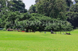 SRI LANKA, Kandy, Peradeniya Botanical Gardens, Giant Java Fig tree (140 years old), SLK4941JPL