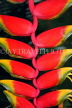 SRI LANKA, Kandy, Peradeniya Botanical Gardens, Heliconia, Crab Claw flowers, SLK4822JPL