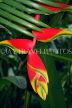 SRI LANKA, Kandy, Peradeniya Botanical Gardens, Heliconia, Crab Claw flowers, SLK4879JPL