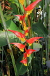 SRI LANKA, Kandy, Peradeniya Botanical Gardens, Heliconia flowers, SLK4846JPL