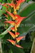SRI LANKA, Kandy, Peradeniya Botanical Gardens, Heliconia flowers, SLK4873JPL